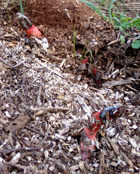 [Thumbnail for strange-thing-growing.JPG]