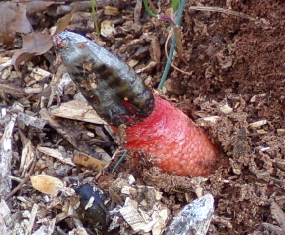 [Thumbnail for strange-thing-growing1.JPG]