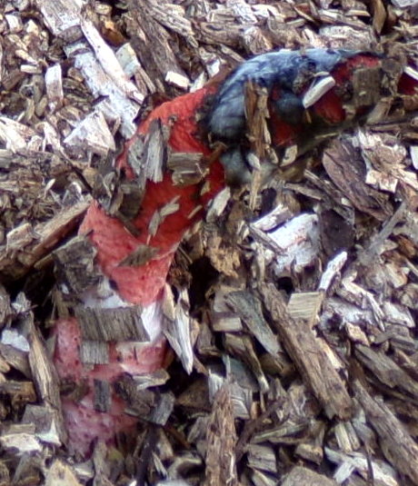 [Thumbnail for strange-thing-growing2.JPG]