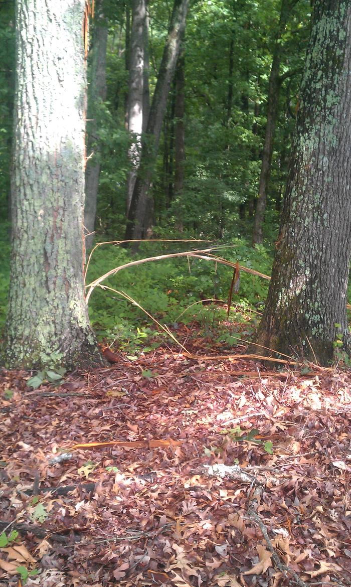 [Thumbnail for IMAG1311.jpg]