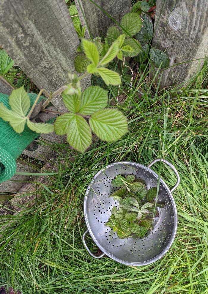 Blackberry plants to be trimmed back