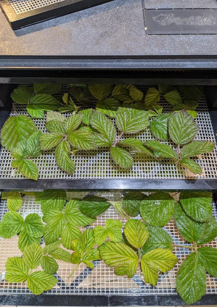 Leaves in dehydrator