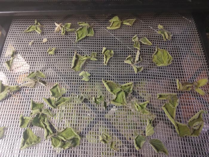 blackberry leaf drying