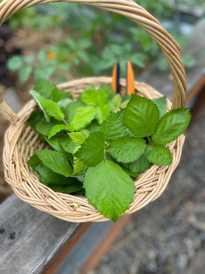 Leaves in the #tinyharvestbasket