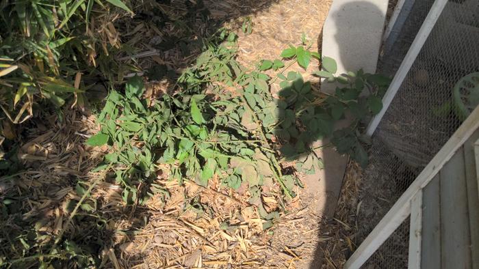 Feral blackberry behind chicken coop