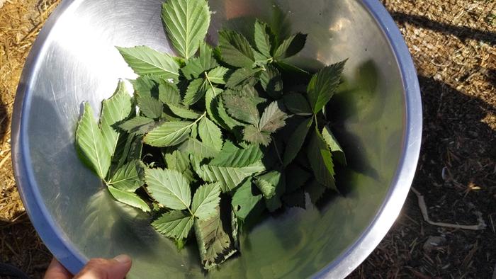 Harvested leaves