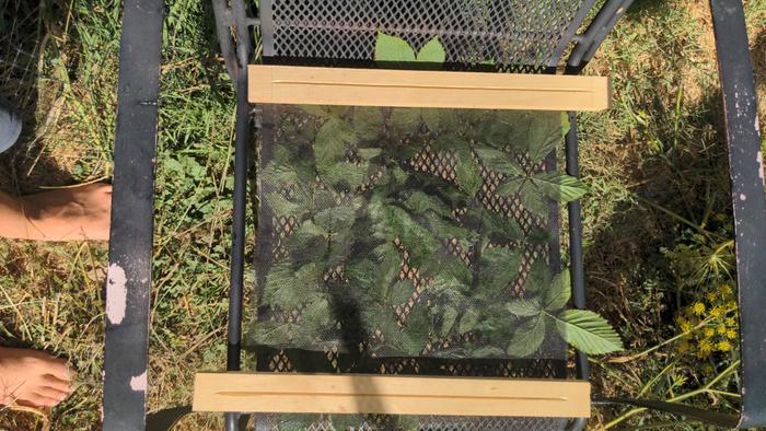 Solar dehydrating leaves