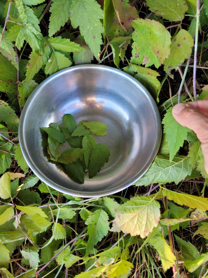 Harvesting the leaves.