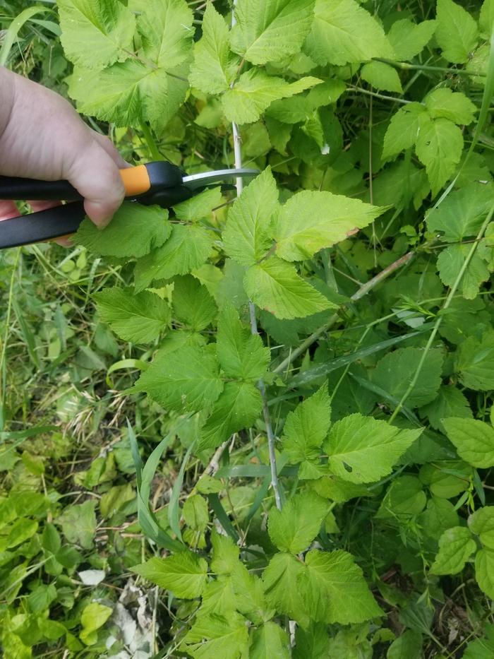 harvesting 