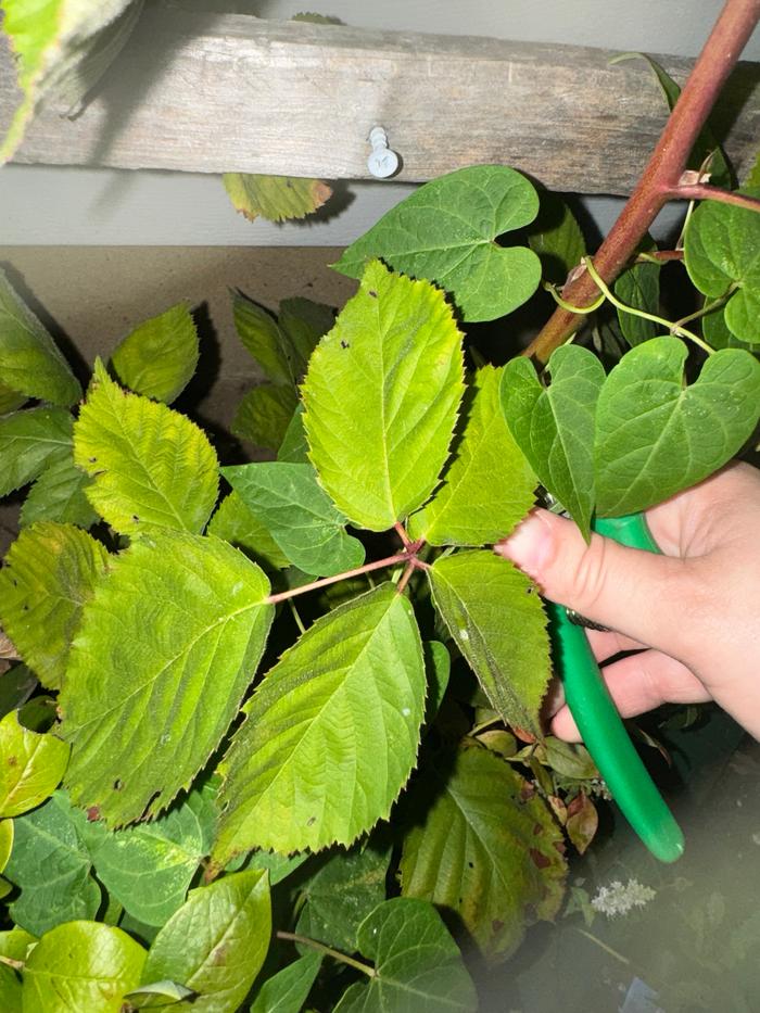 Harvesting from the plant