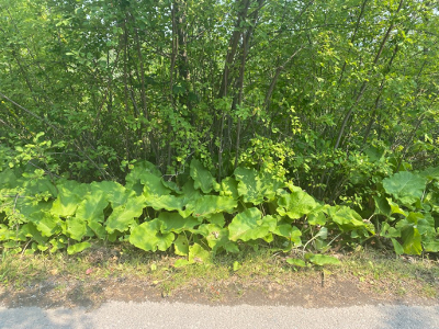 the patch of burdock before I harvested