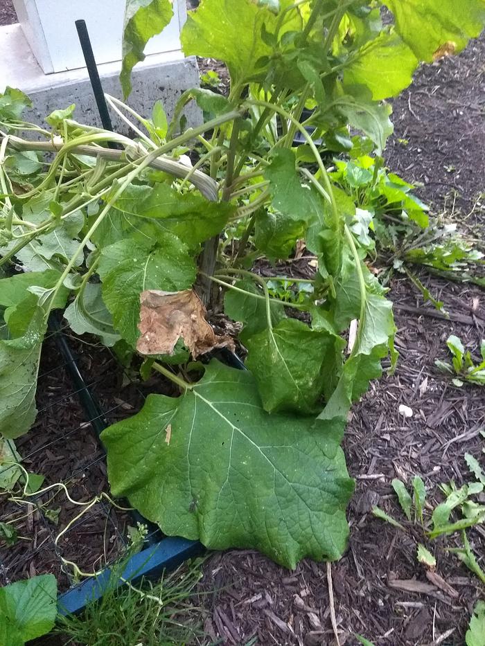 One of my burdock plants, damaged by wind.