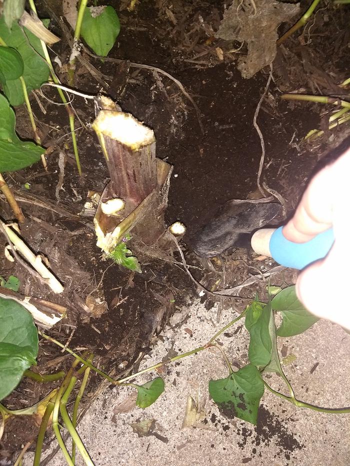 This plant was a pain to dig - I didn't realize the root was so close to the patio.