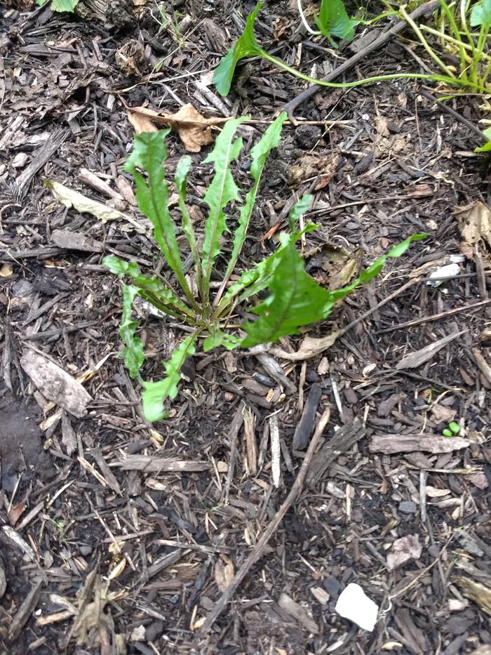 A dandelion plant in my yard.