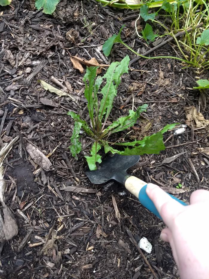 The ground was so soft I just had to wiggle the trowel a little and the roots came right up.