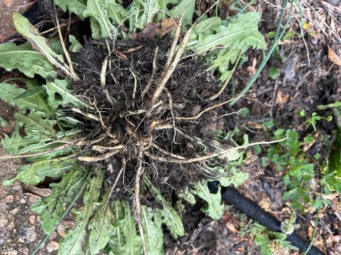 harvesting dandelion