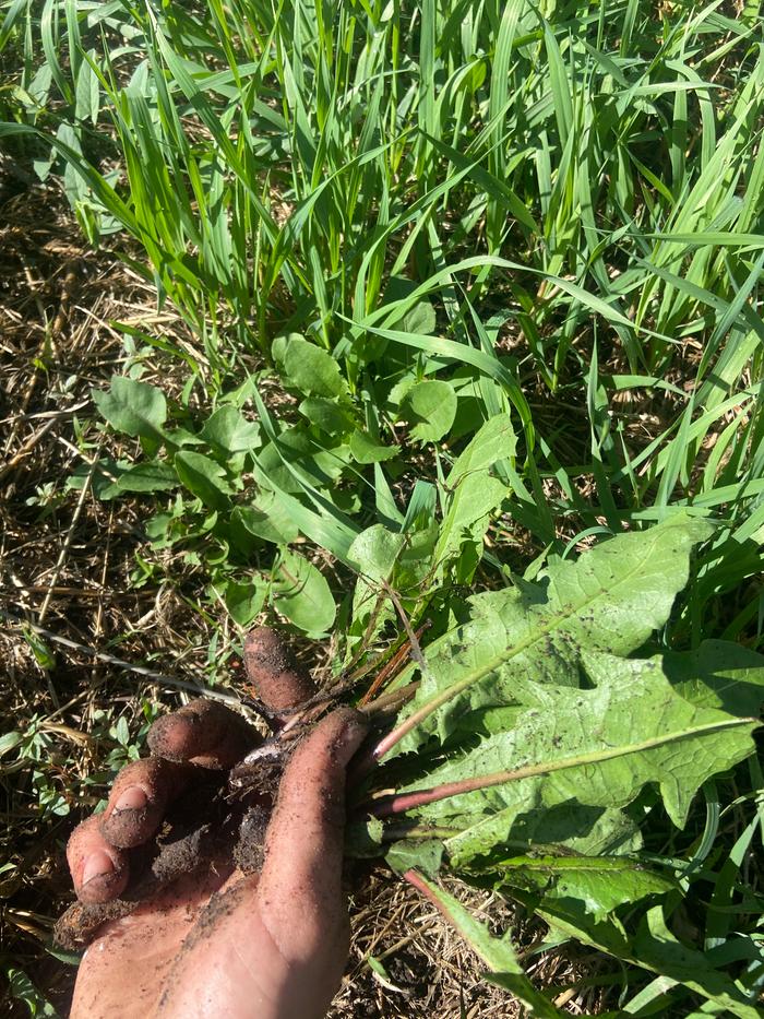 [Thumbnail for harvesting-dandelion-root.jpg]