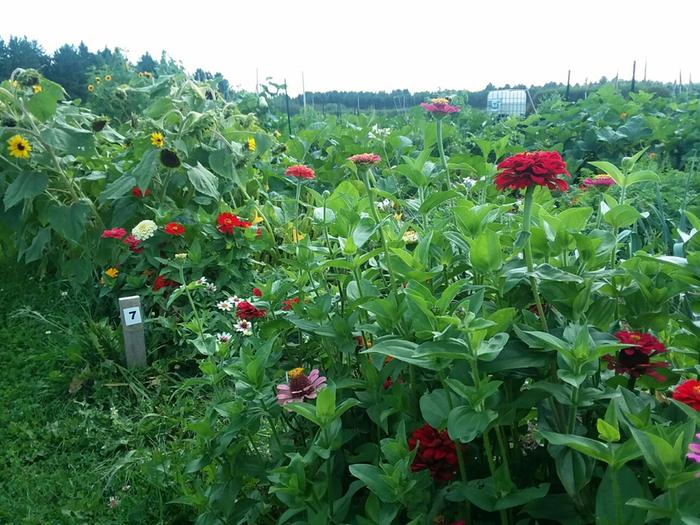 Flowers!