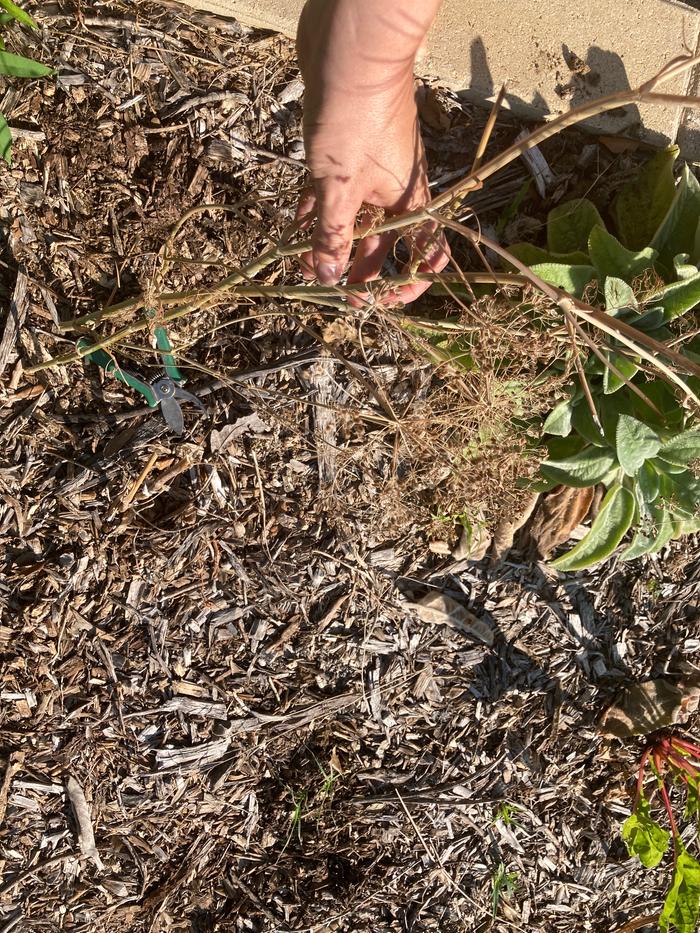 Harvesting fresh fennel seeds