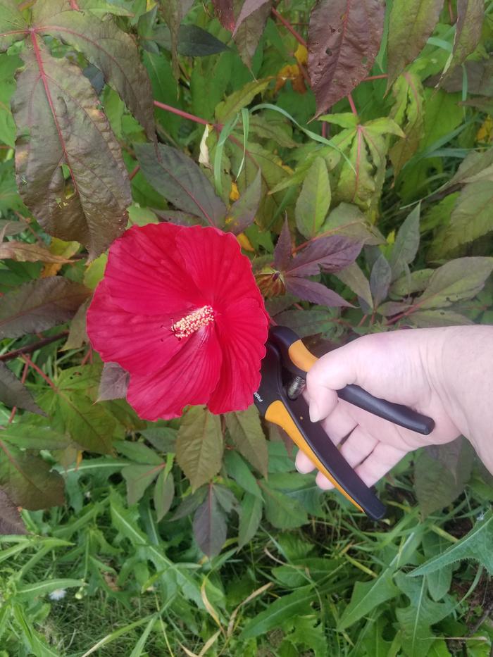 Hibiscus blooms harvesting 