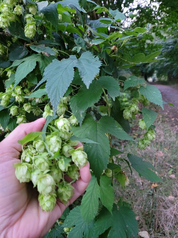 Hops being harvested.