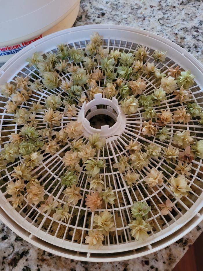 Coming out of dehydrator.