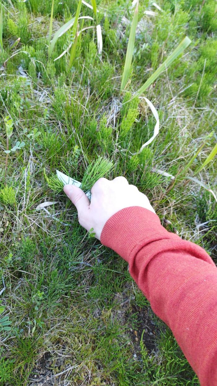 First cut of fresh horsetail
