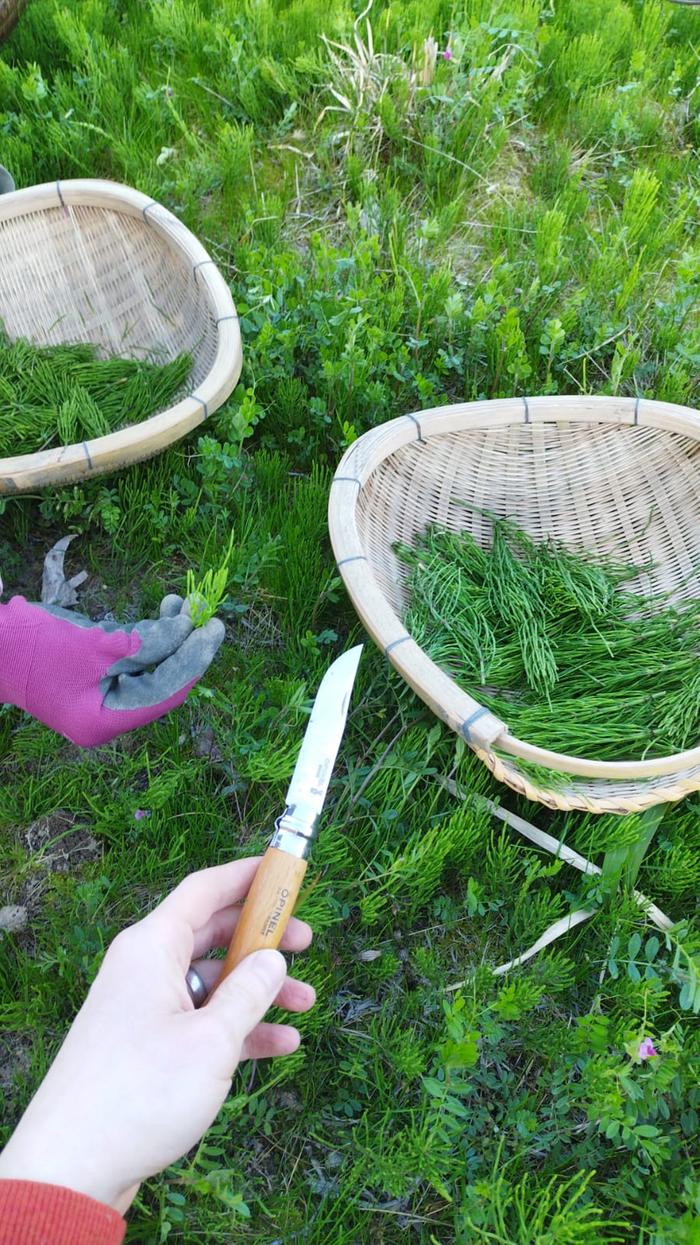 2 Baskets full of horsetail (Mine & My Wife's)