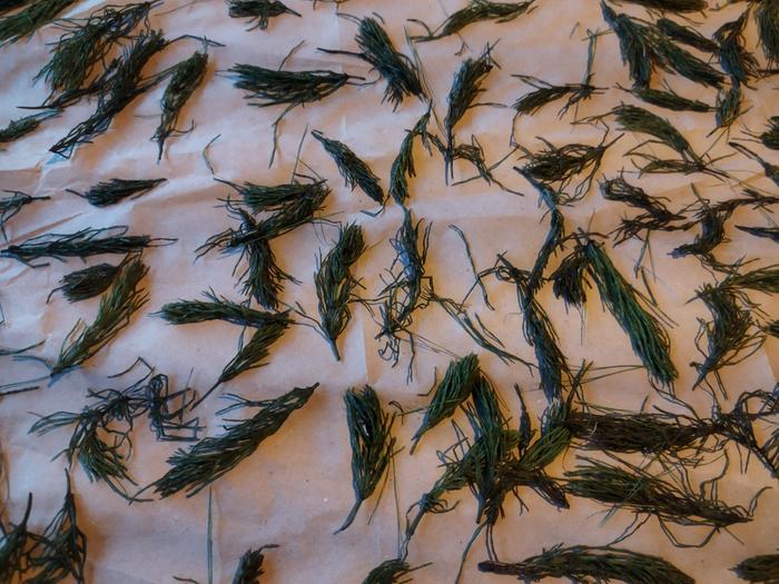 Horsetail air drying out on a piece of brown paper