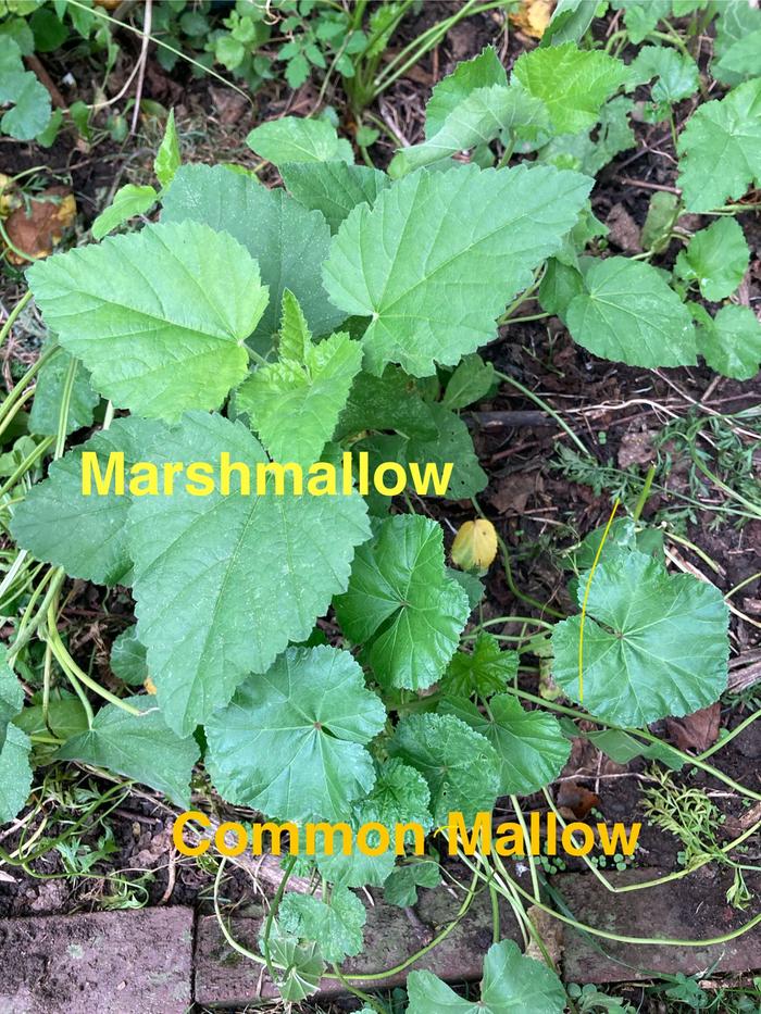 My two different mallows 