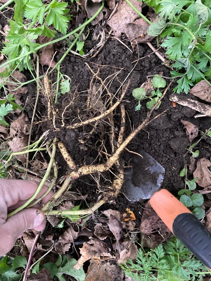 Harvesting marshmallow root