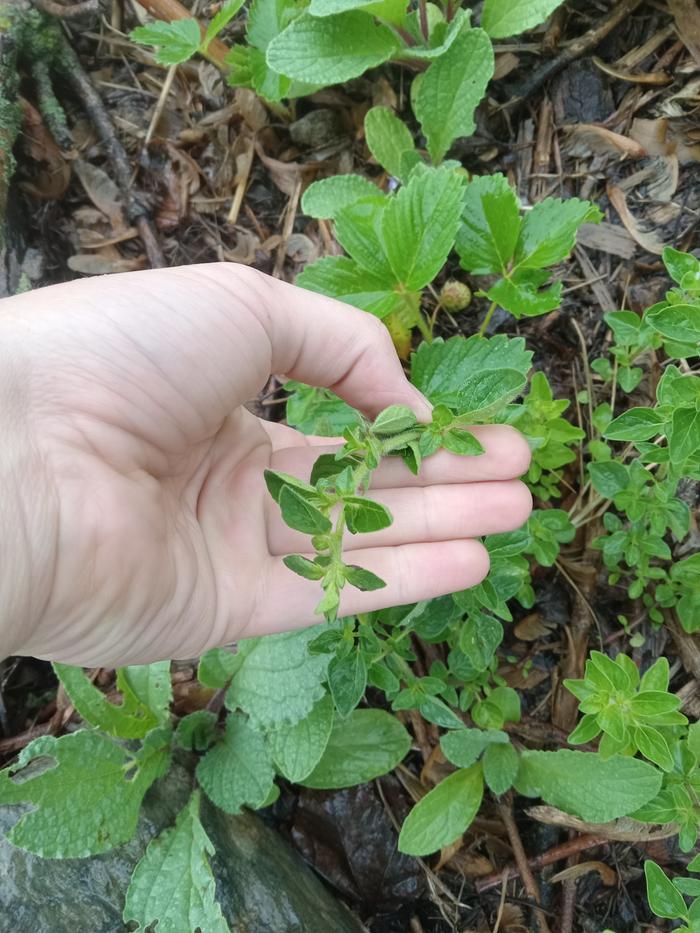 Oregano plant that I harvested from