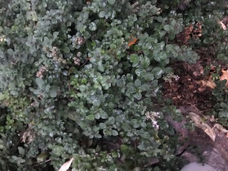 Oregano ready for harvest