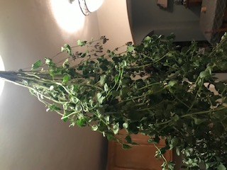 End of year harvest when I just chop down and dry several of these large bunches