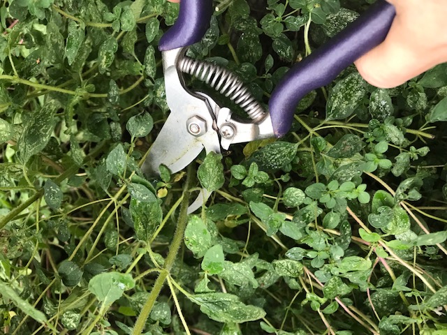 Clipping a first bunch this year