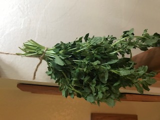Air drying my first little bunch this year