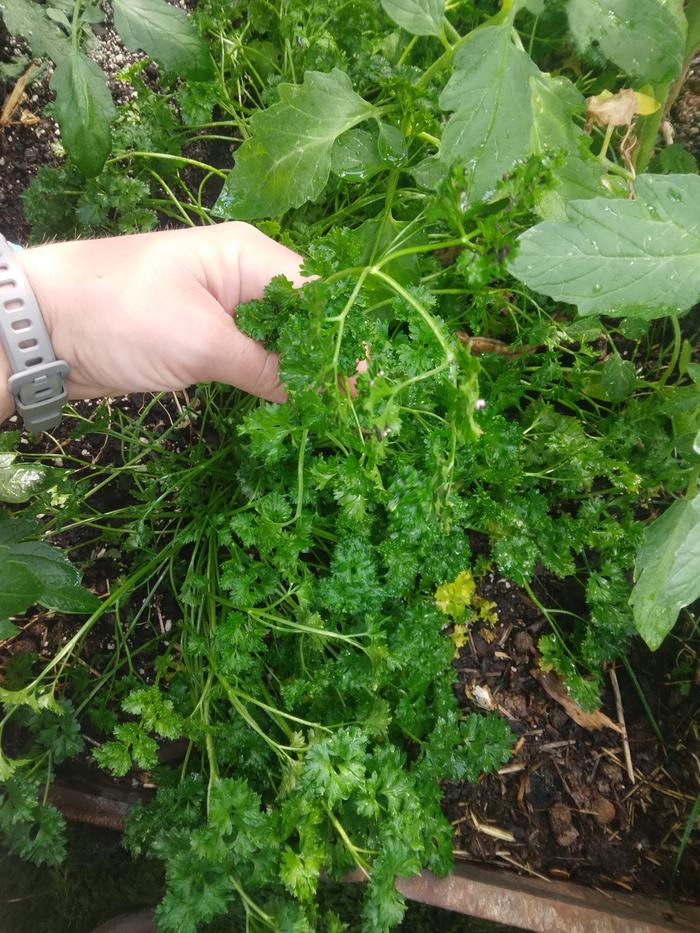 picking parsley