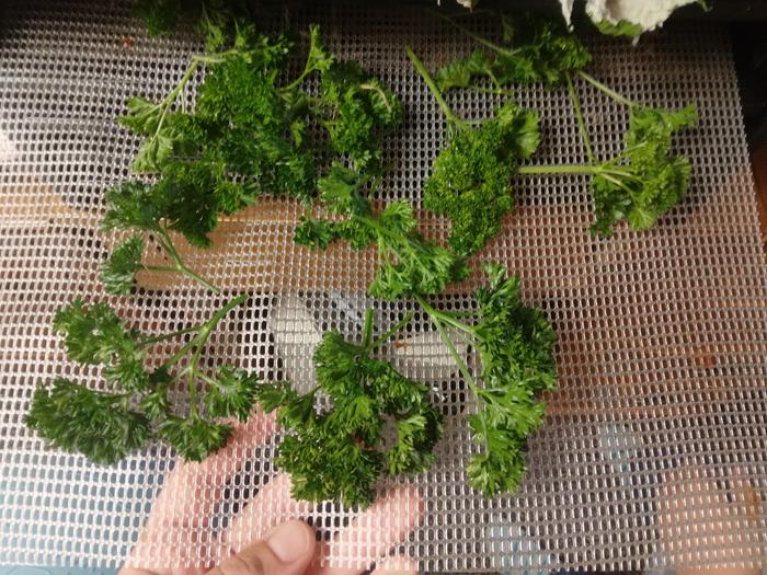 dehydrating parsley