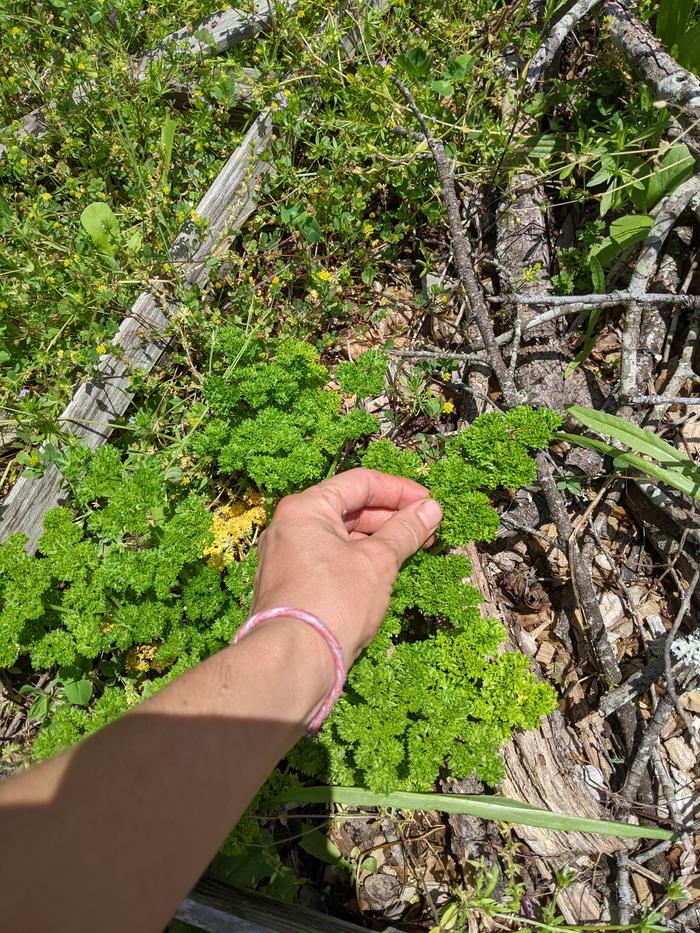 Harvesting parsley