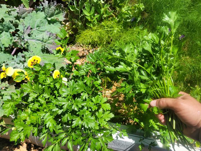 Harvesting flat-leaf parsley