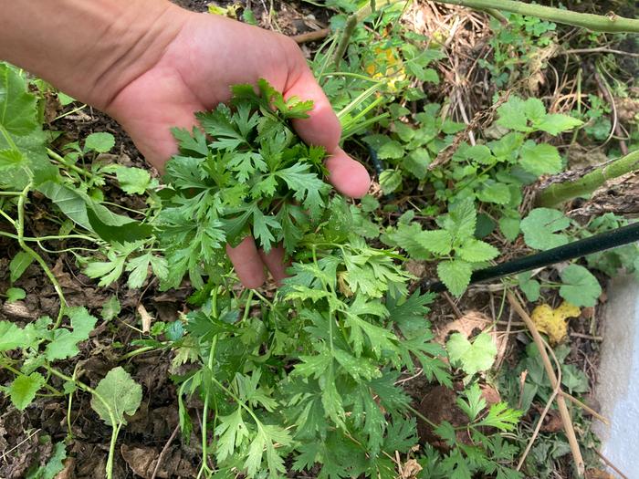 Harvesting parsley
