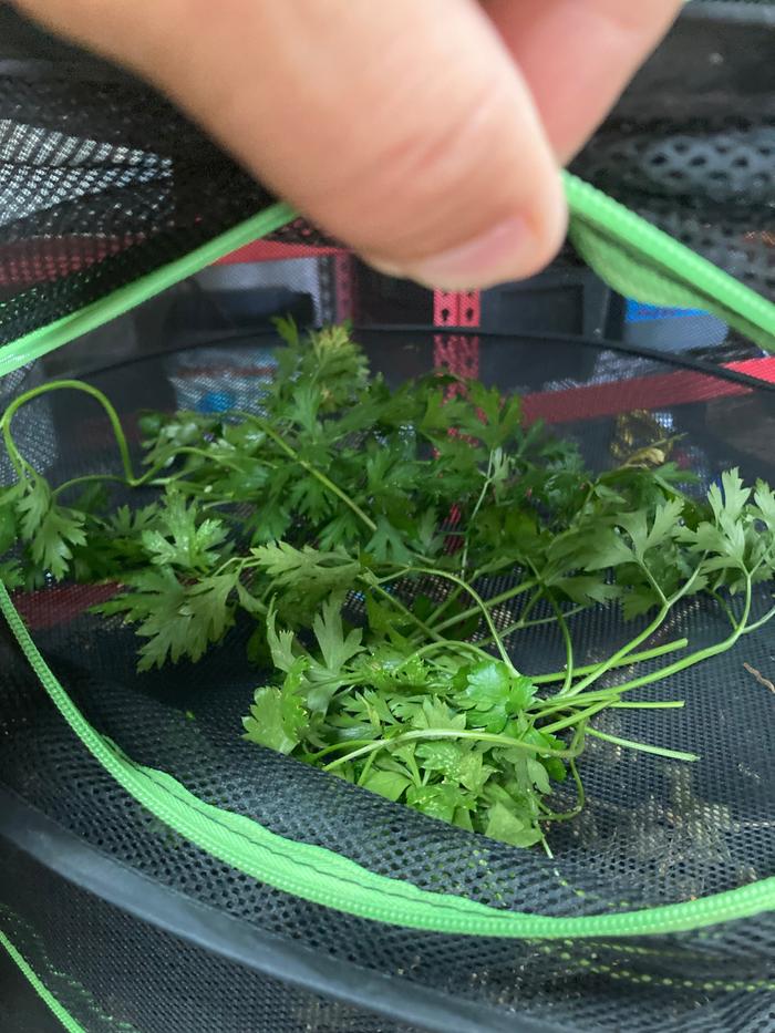 Air drying parsley