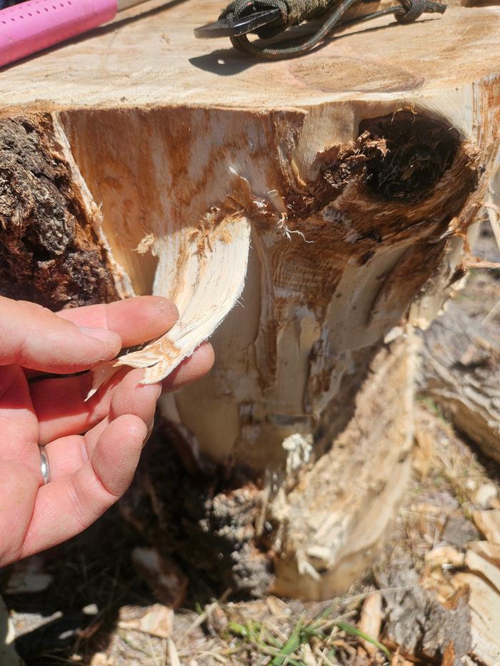 Pulling cambium off the tree