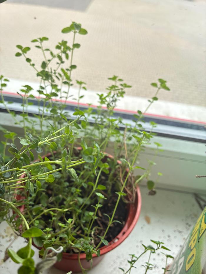 Harvested from windowsill.