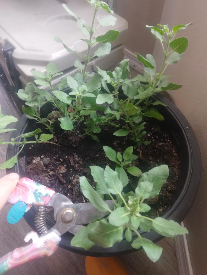 cutting the tulsi