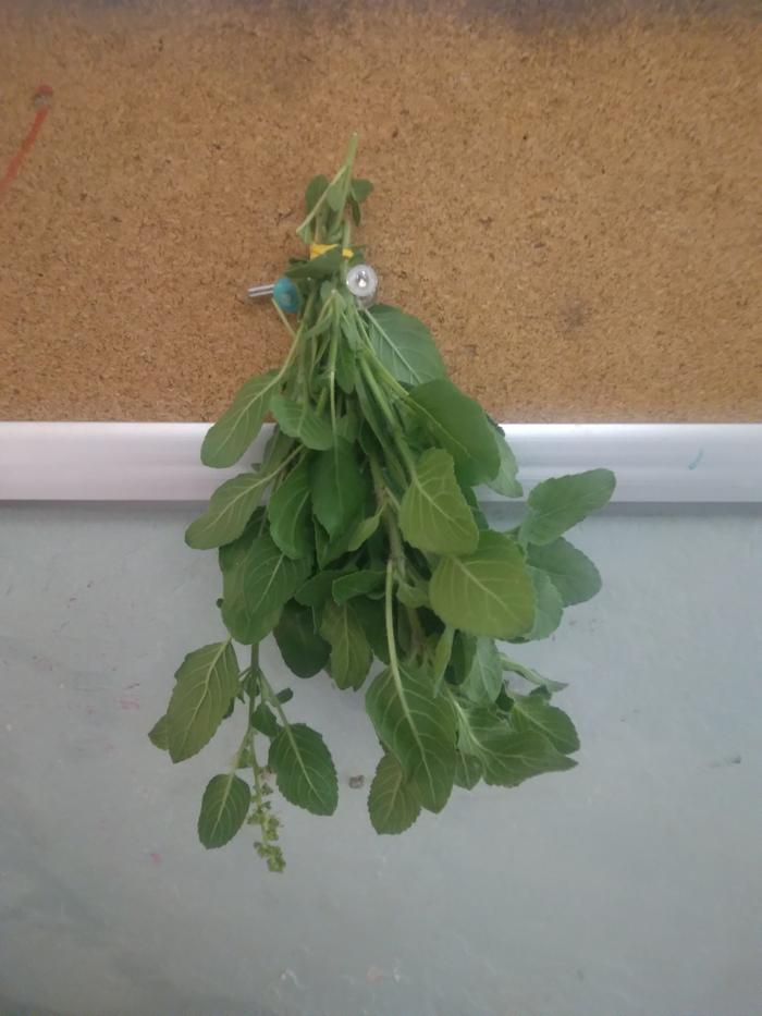 drying the tulsi