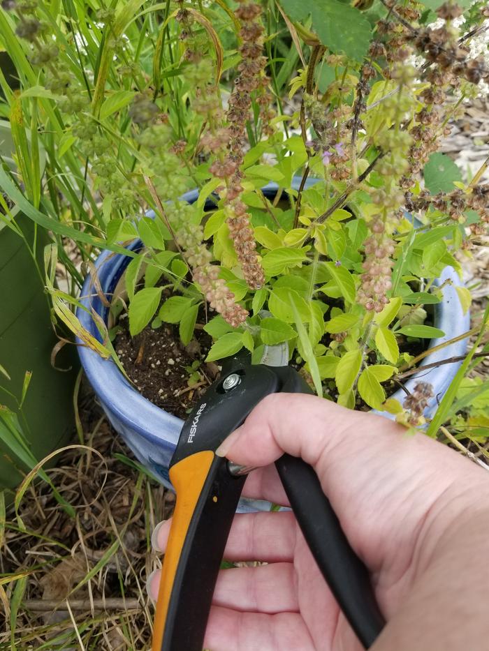 harvesting tulsi