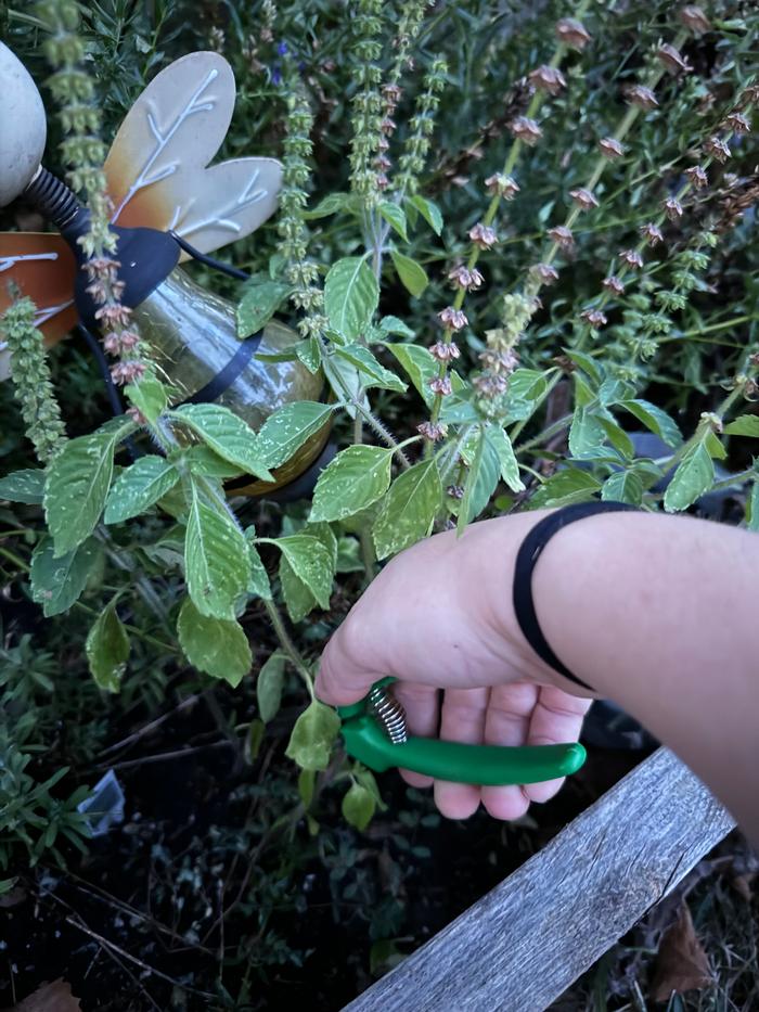 Harvesting fresh herb