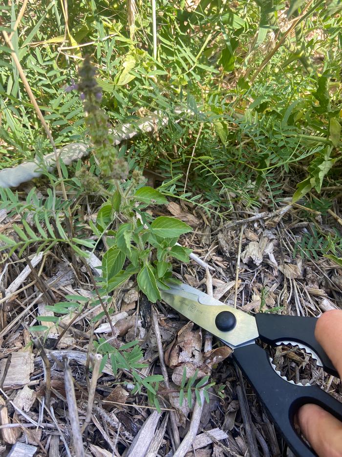 [Thumbnail for tulsi-basil-harvest.jpg]