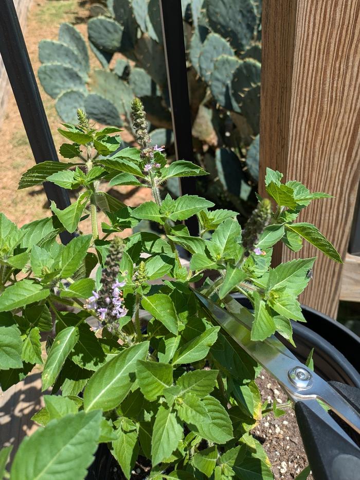 Harvesting tulsi